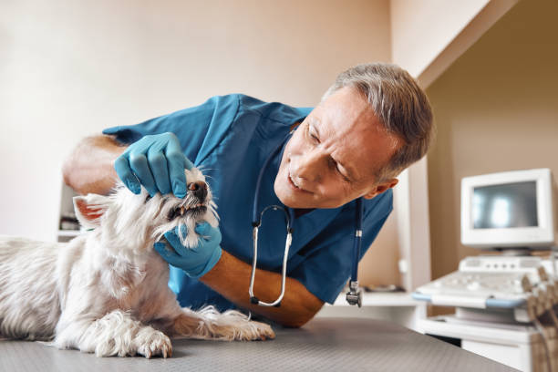 Best Emergency Dental Care for Broken or Chipped Teeth in Alamo, TN